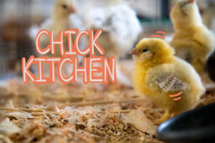Chick Kitchen: A Font That Speaks Volumes